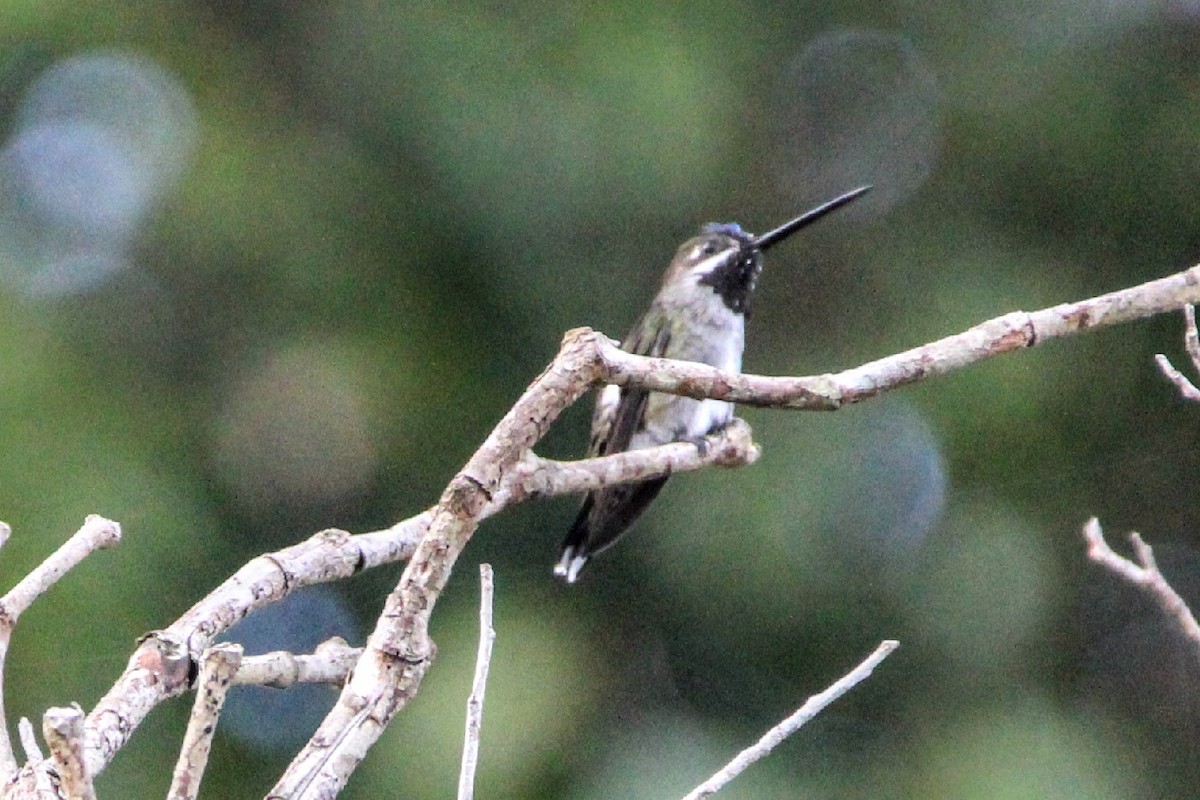 Long-billed Starthroat - ML391123241