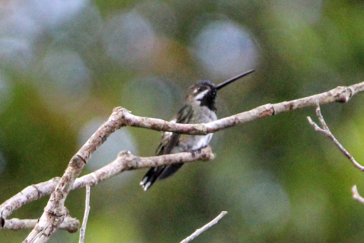kolibřík hvězdohrdlý - ML391123251