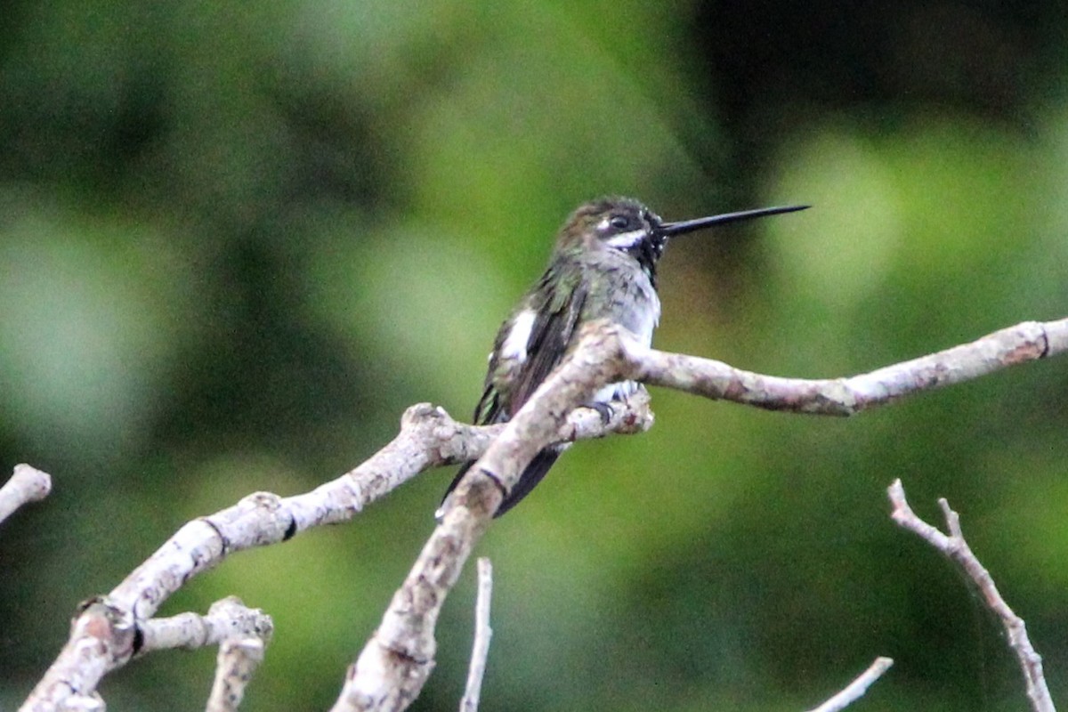 Colibrí Piquilargo - ML391123261