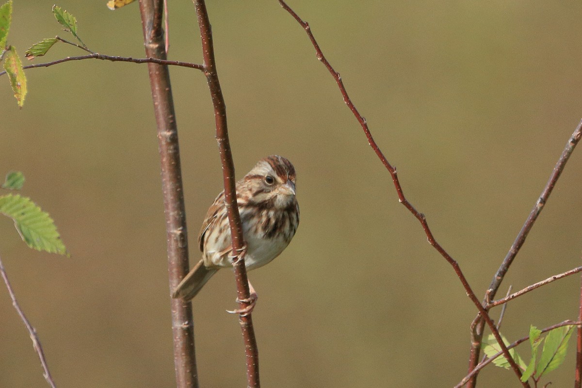 Song Sparrow - ML391125491