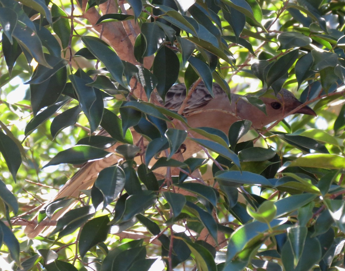 Great Bowerbird - ML39112571