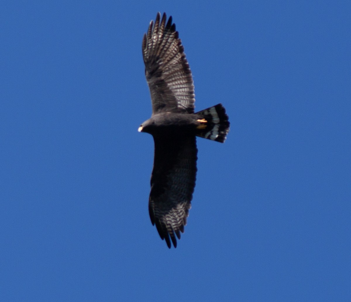 Zone-tailed Hawk - ML391125871