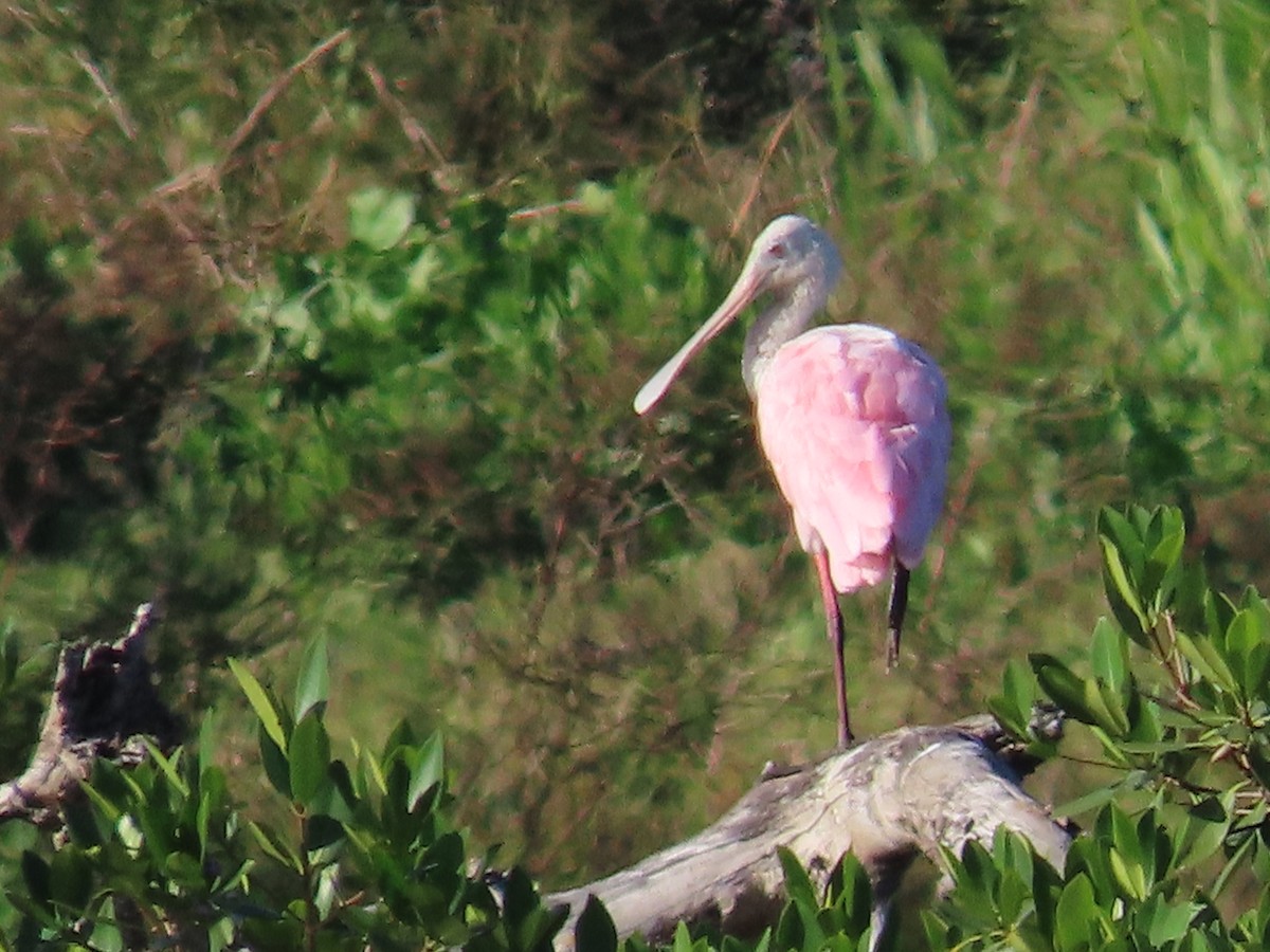Roseate Spoonbill - ML391126201