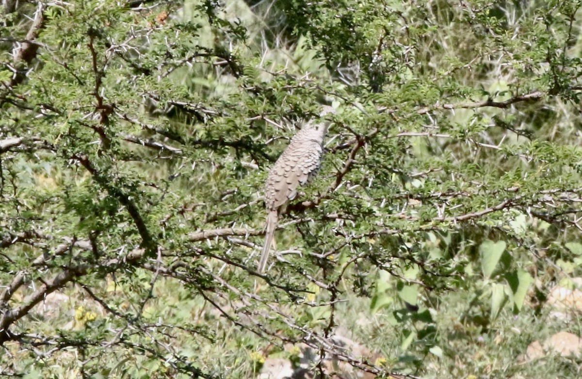 Tortolita Escamosa - ML391126611