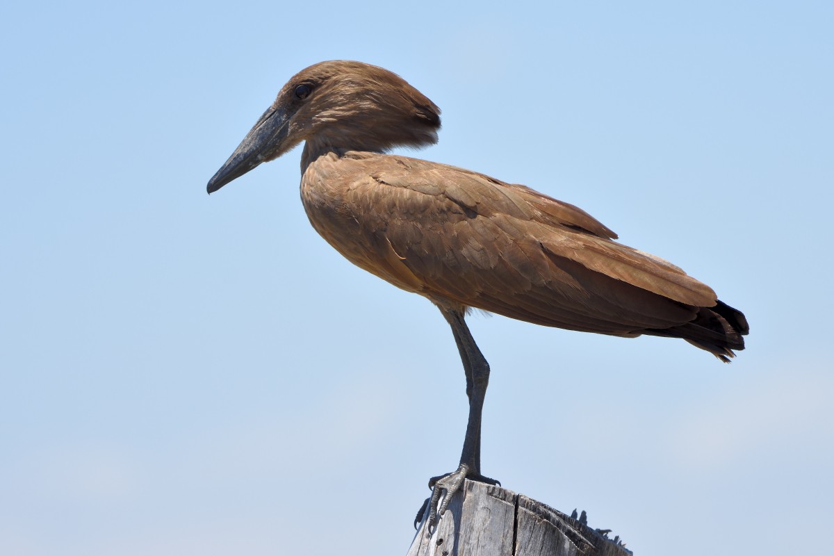 Hamerkop - Richard Guillet