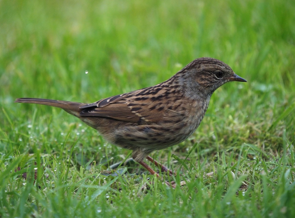 Dunnock - ML391127111