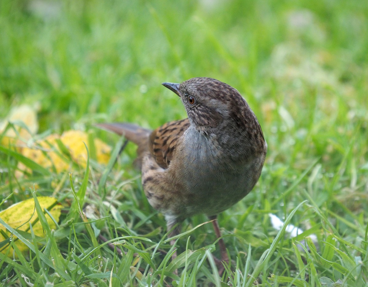 Dunnock - ML391127361