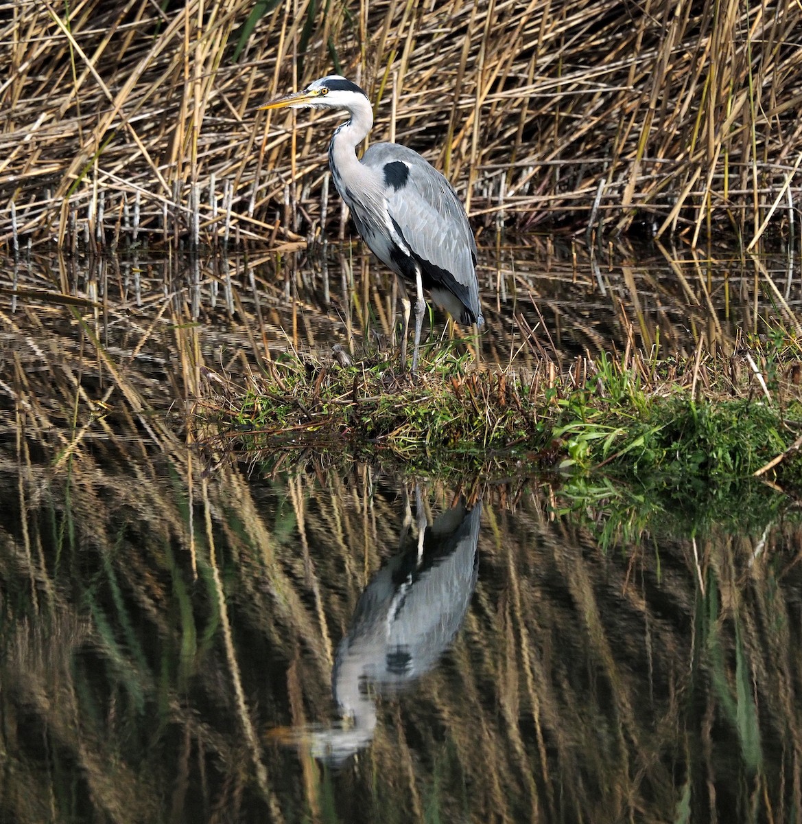 Gray Heron - ML391127431