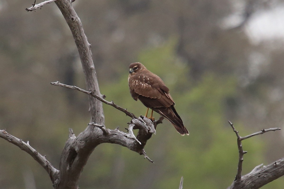 Northern Harrier - ML391127491