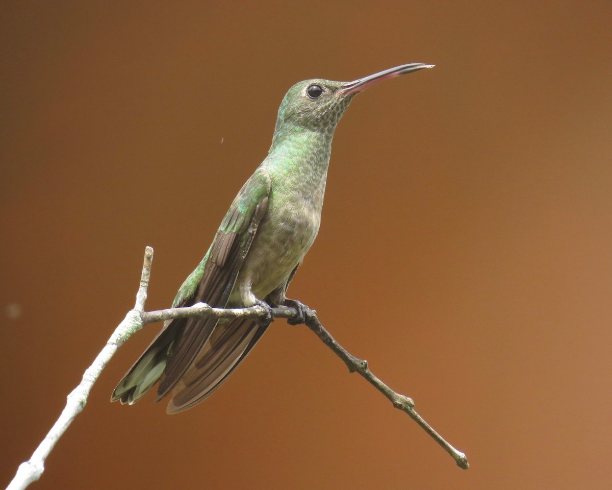 Scaly-breasted Hummingbird - ML39112881