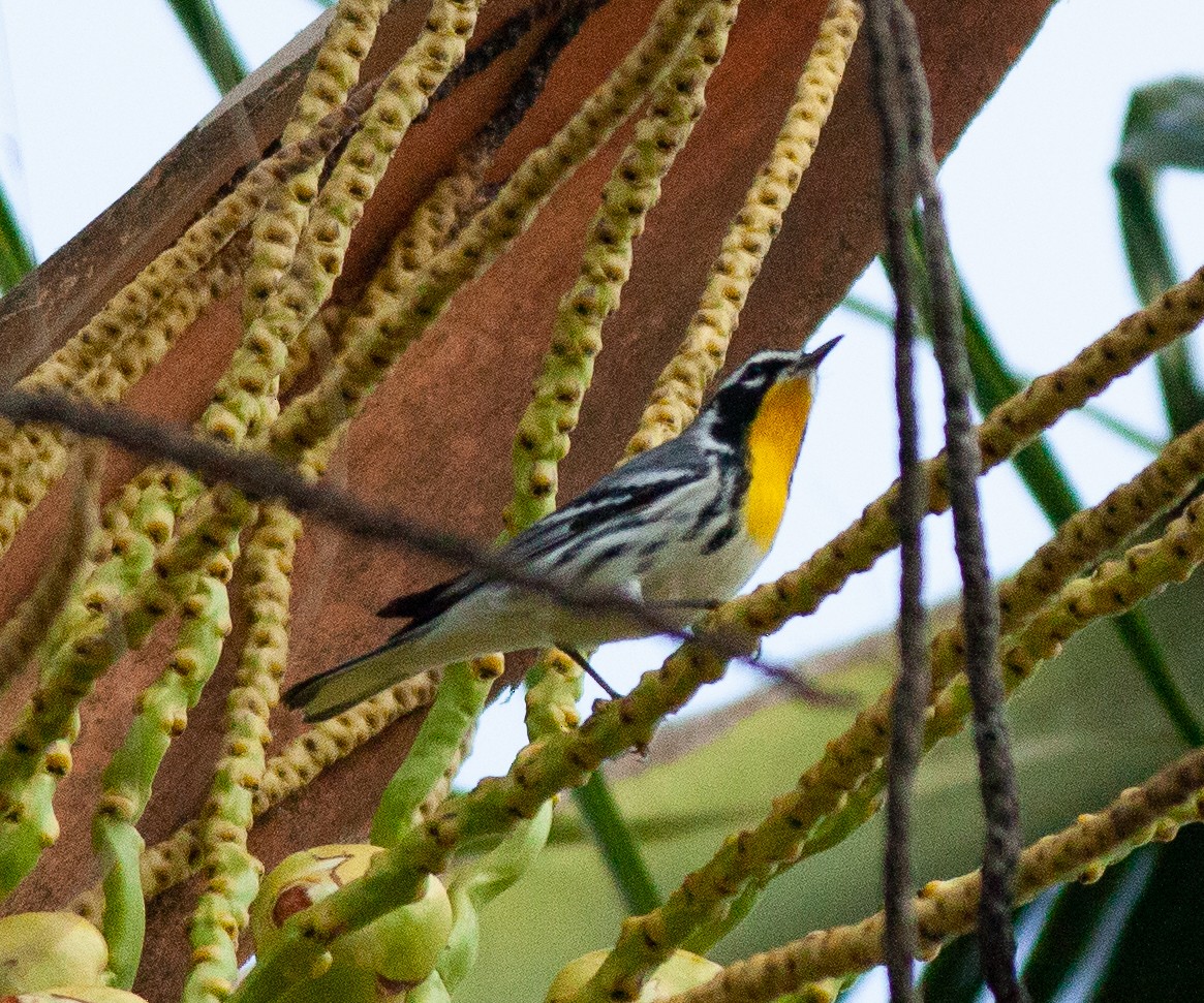 Yellow-throated Warbler - ML391129441