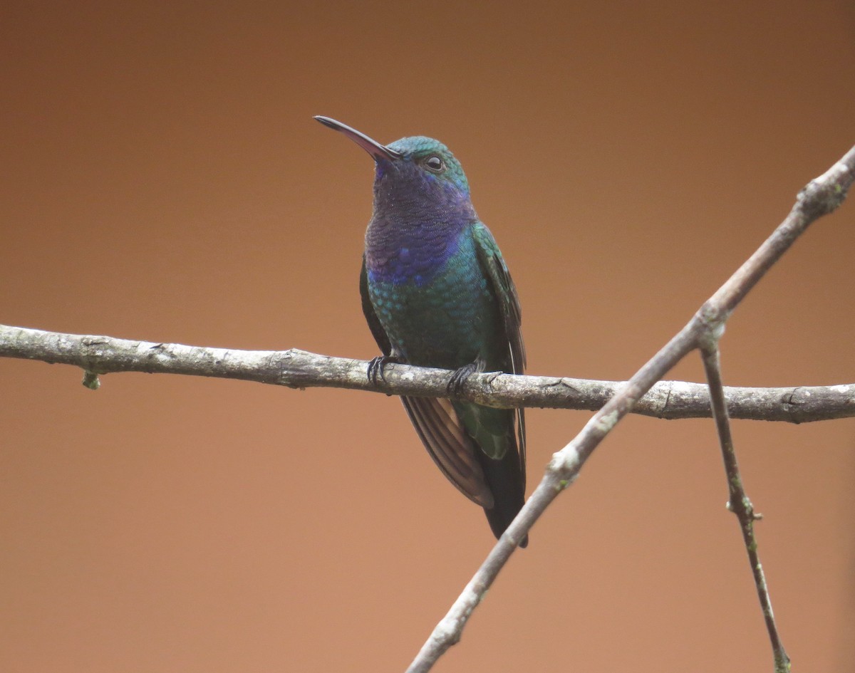 Colibrí Gorjizafiro - ML39113031