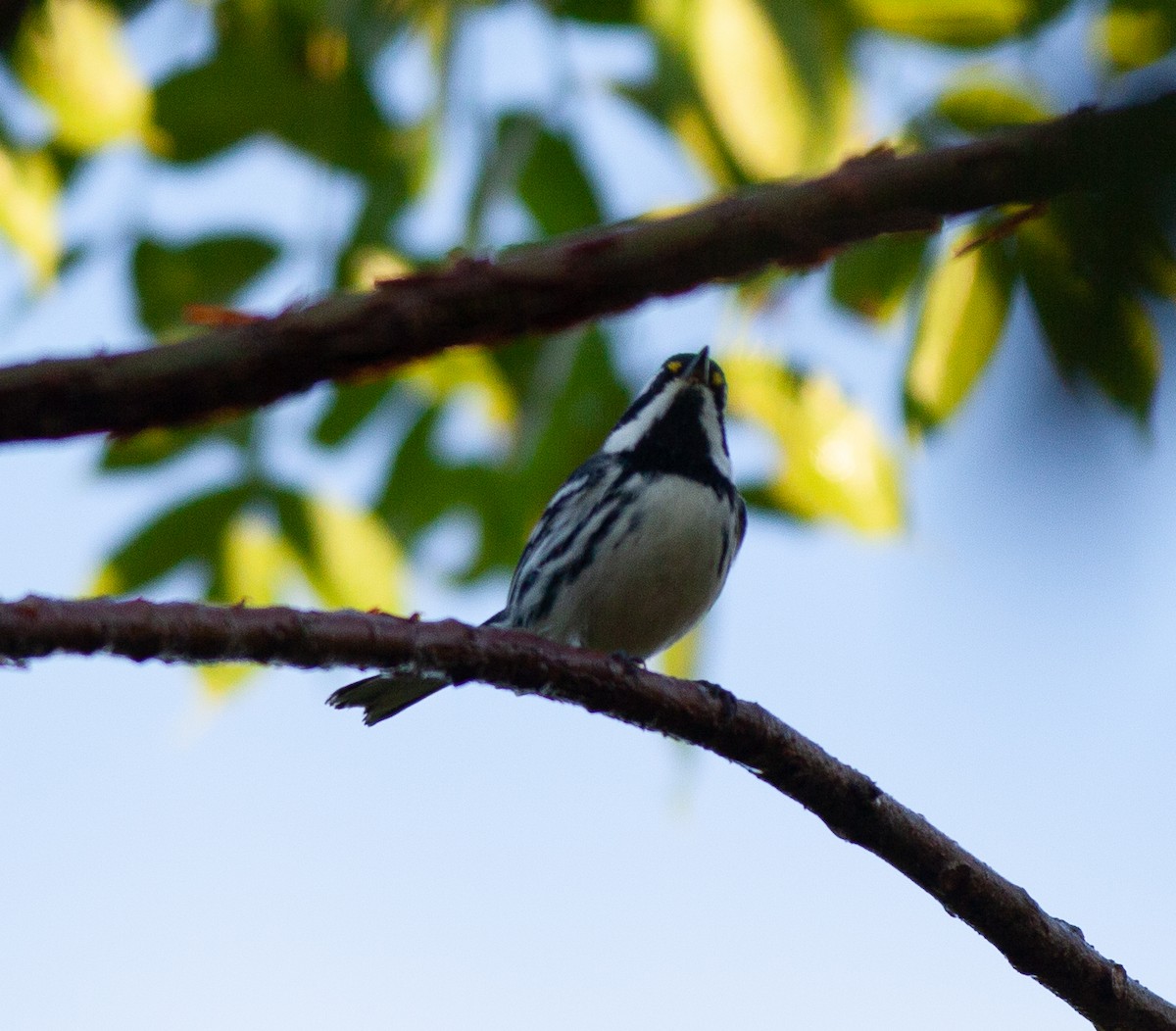 Black-throated Gray Warbler - ML391130721