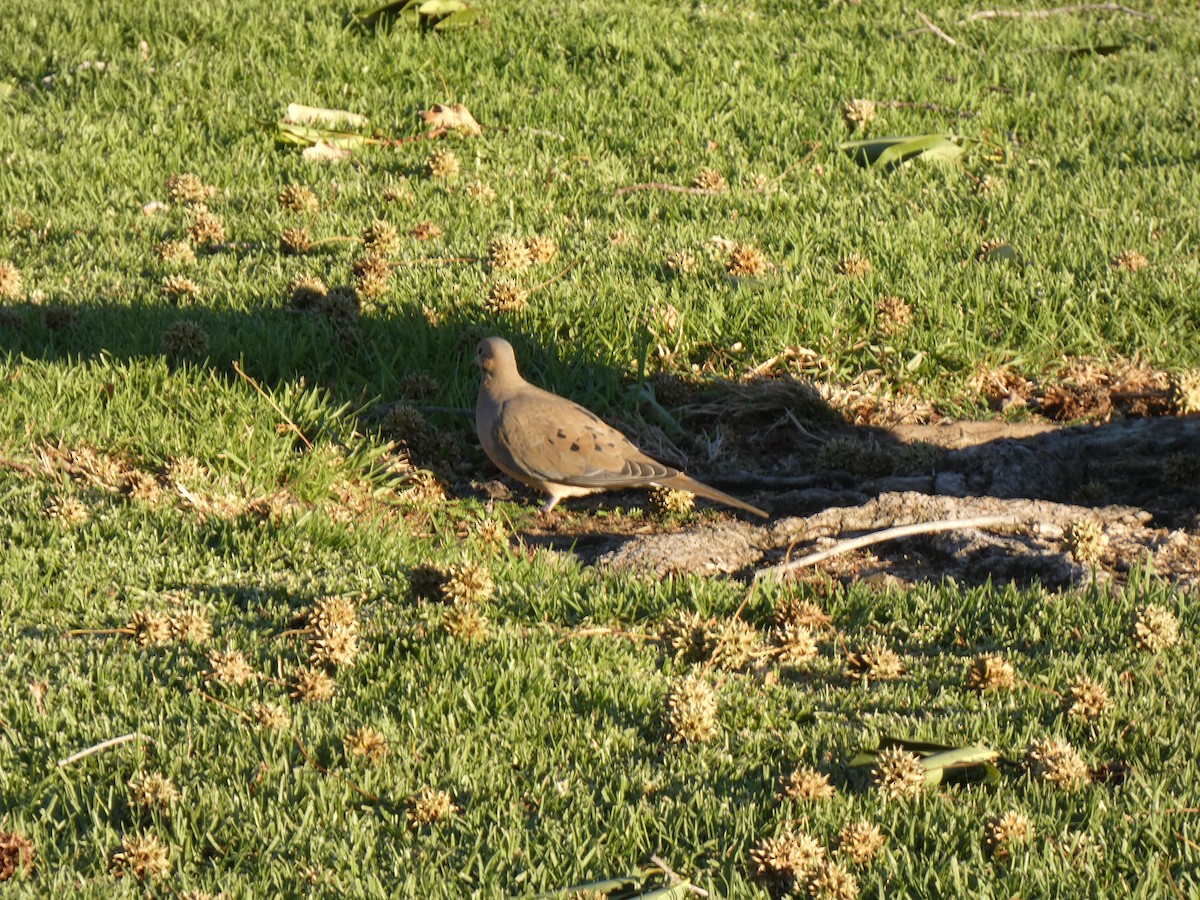 Mourning Dove - ML391130851