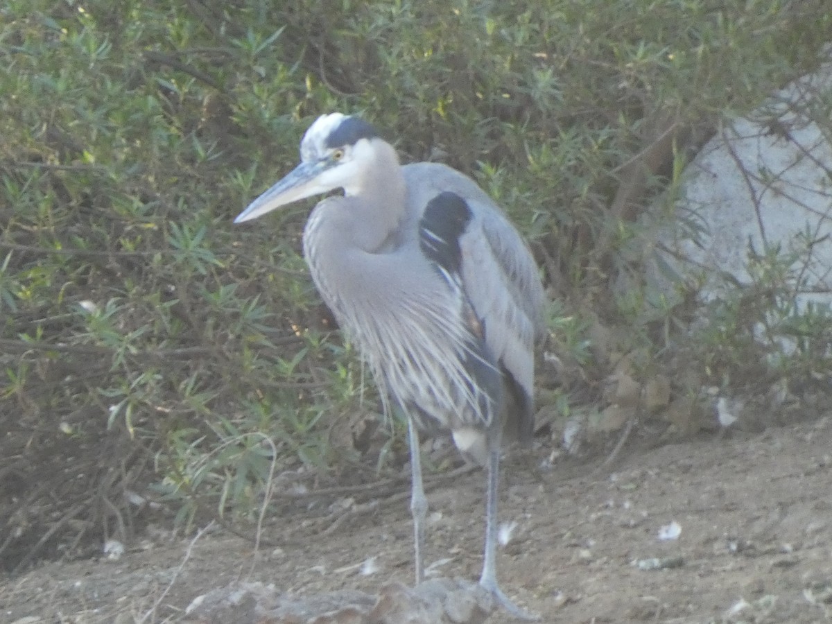 Great Blue Heron - ML391131151