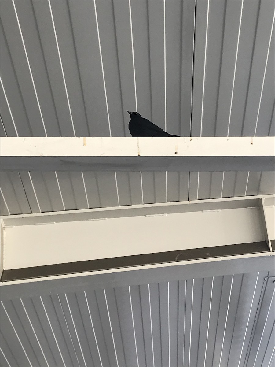 Brewer's Blackbird - ML391133881