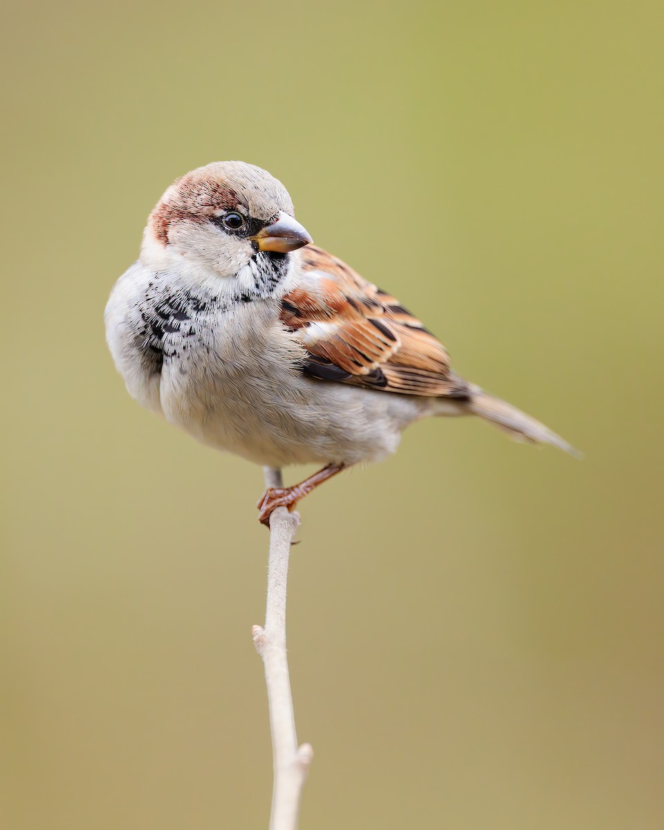 House Sparrow - ML391136121