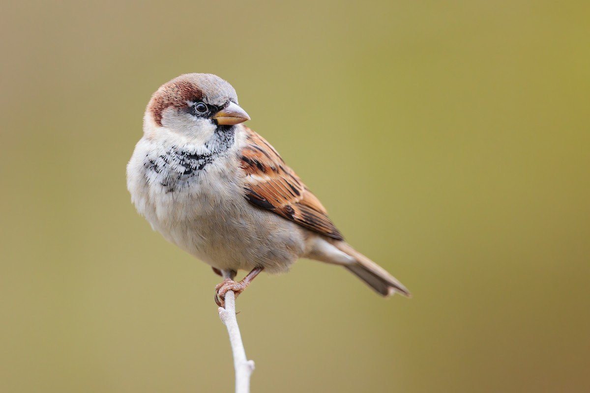 House Sparrow - ML391136151