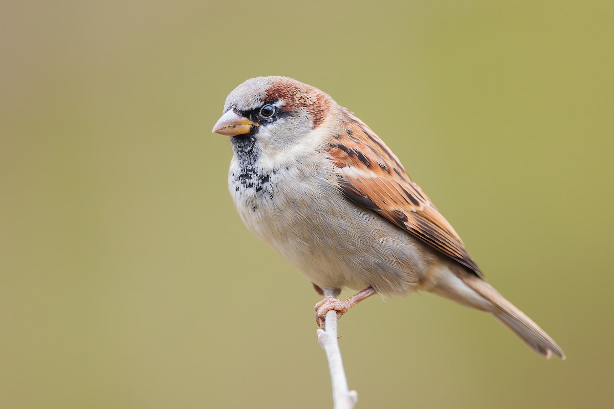 House Sparrow - ML391136161