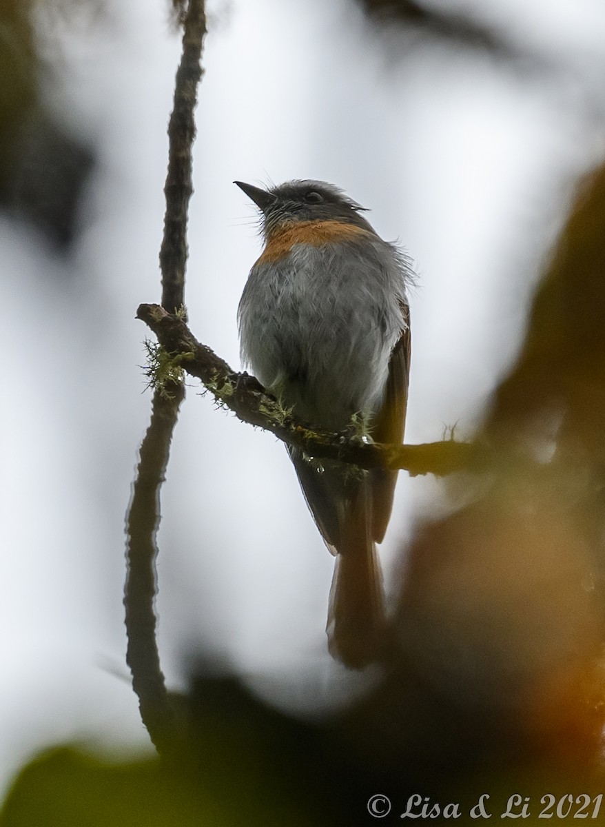 Rufous-breasted Chat-Tyrant - ML391138231