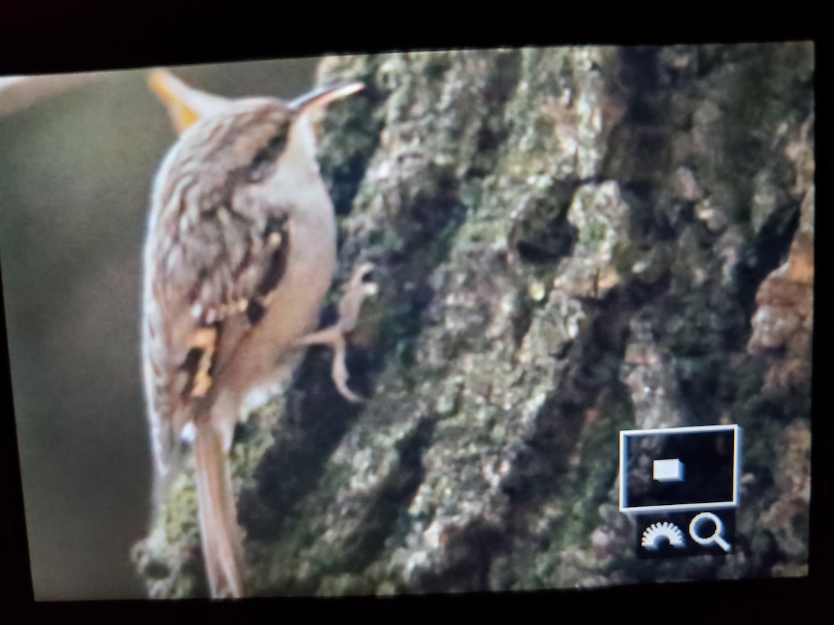 Short-toed Treecreeper - ML391138551