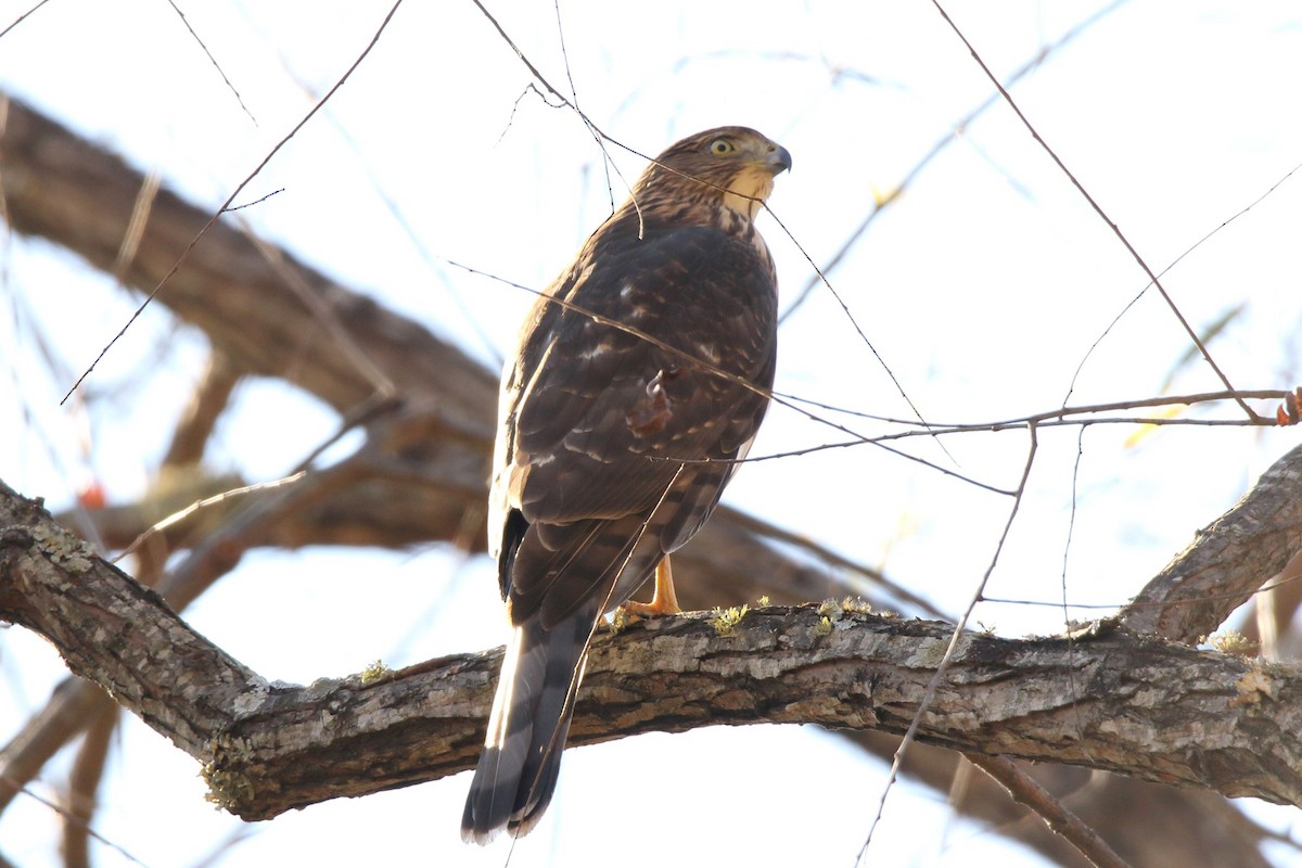 Cooper's Hawk - ML391138781