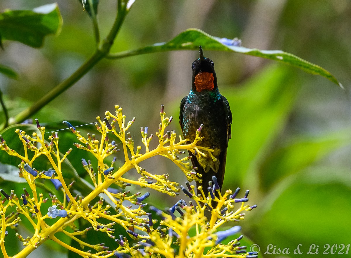 Colibrí Lucero - ML391138971