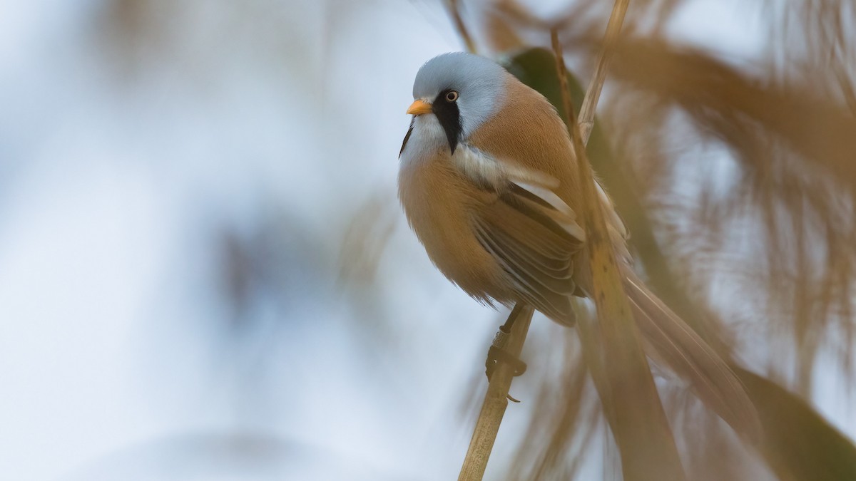 Bearded Reedling - ML391141261