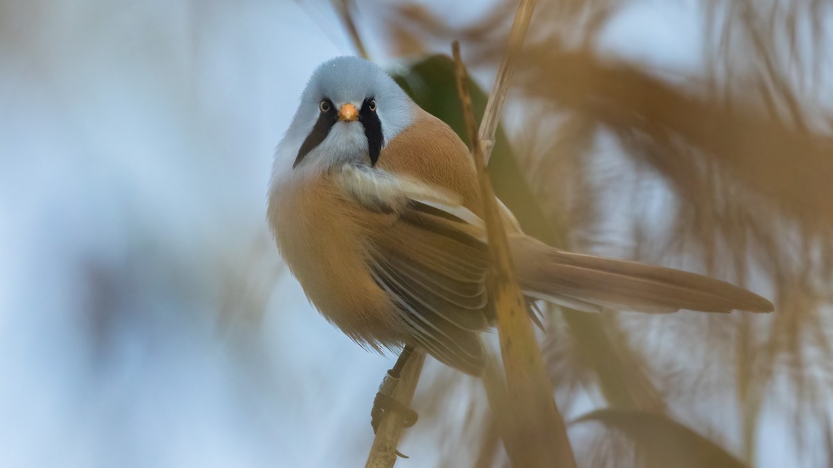 Bearded Reedling - ML391141331