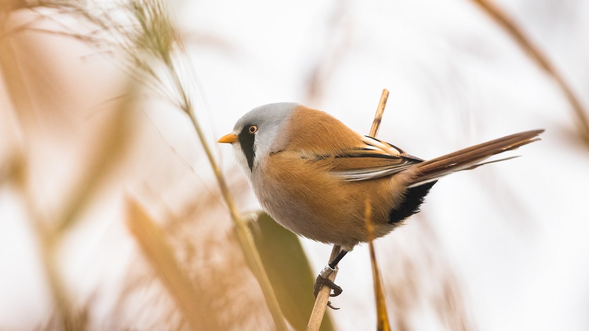 Bearded Reedling - ML391141411