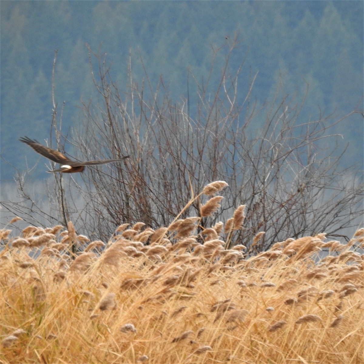 Northern Harrier - Jim Walton