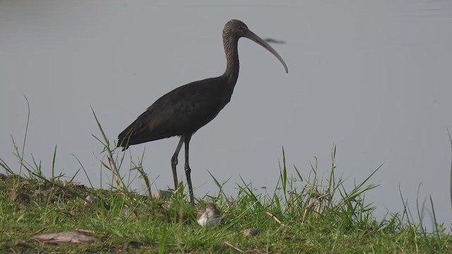 ibis hnědý - ML391142971
