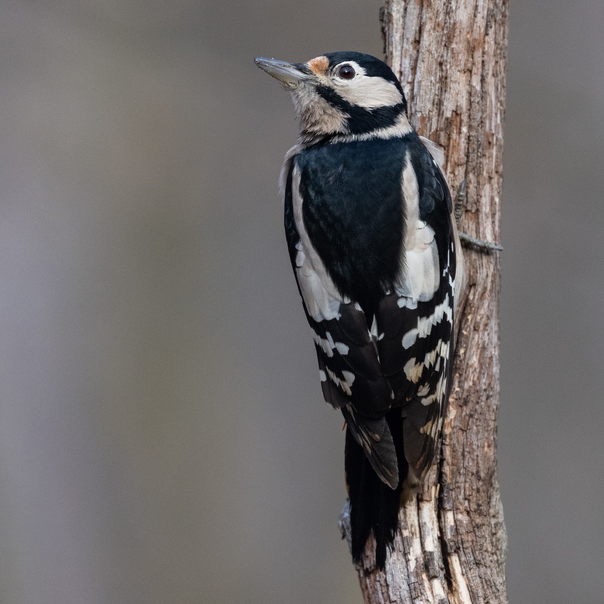 Great Spotted Woodpecker - ML391144071