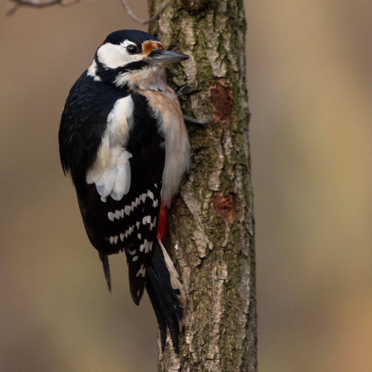 Great Spotted Woodpecker - Robert Tizard