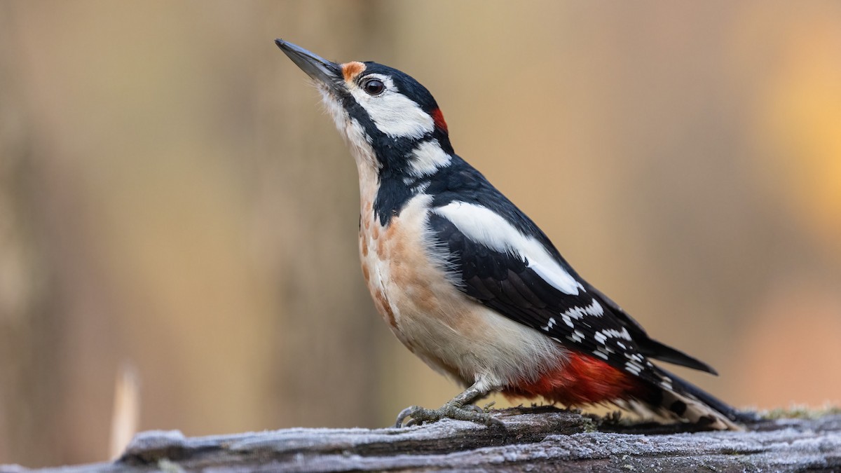 Great Spotted Woodpecker - Robert Tizard