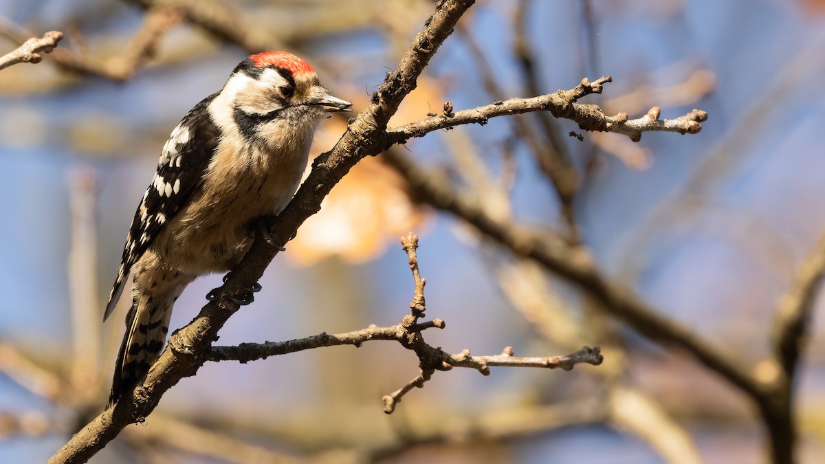 Lesser Spotted Woodpecker - Robert Tizard