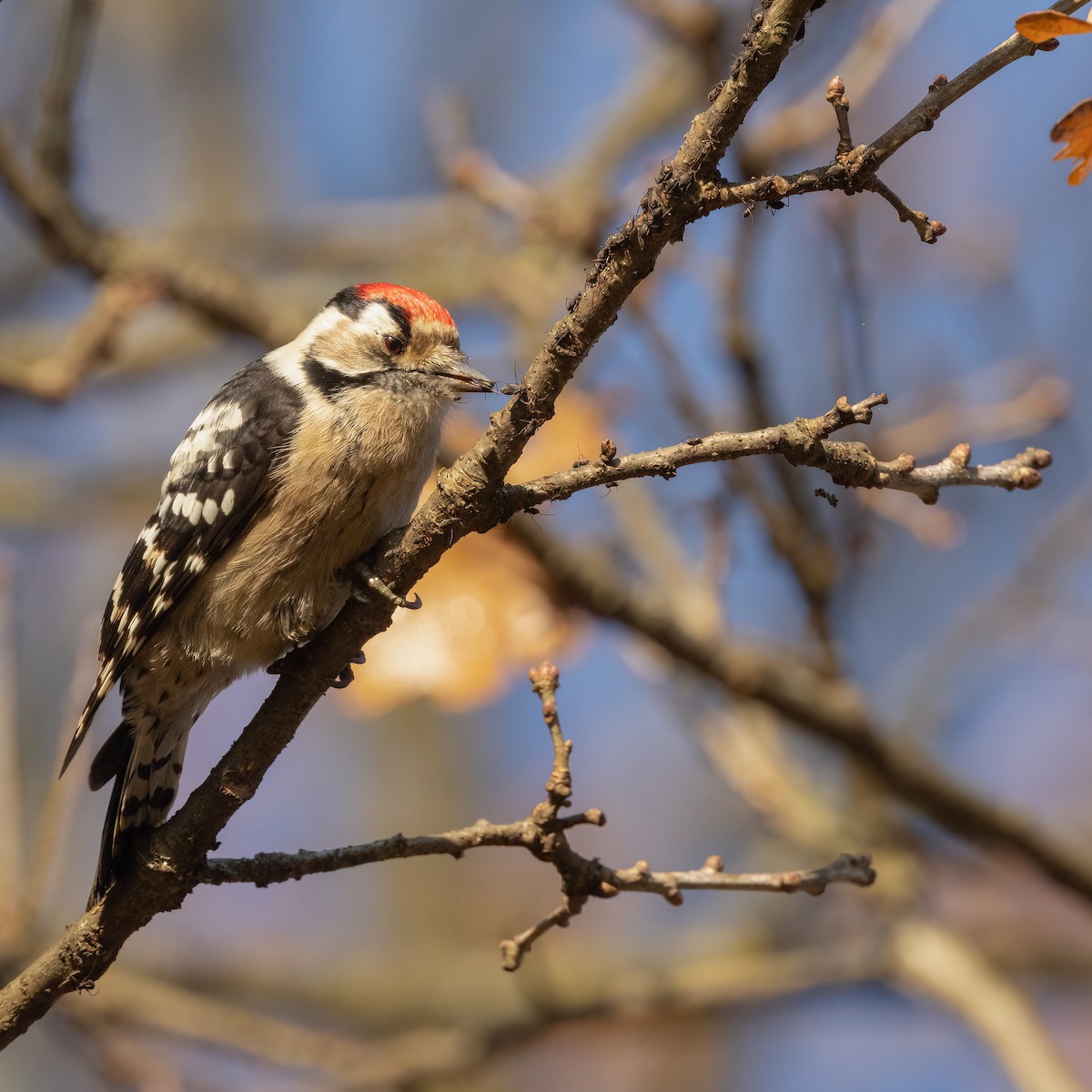 Lesser Spotted Woodpecker - Robert Tizard