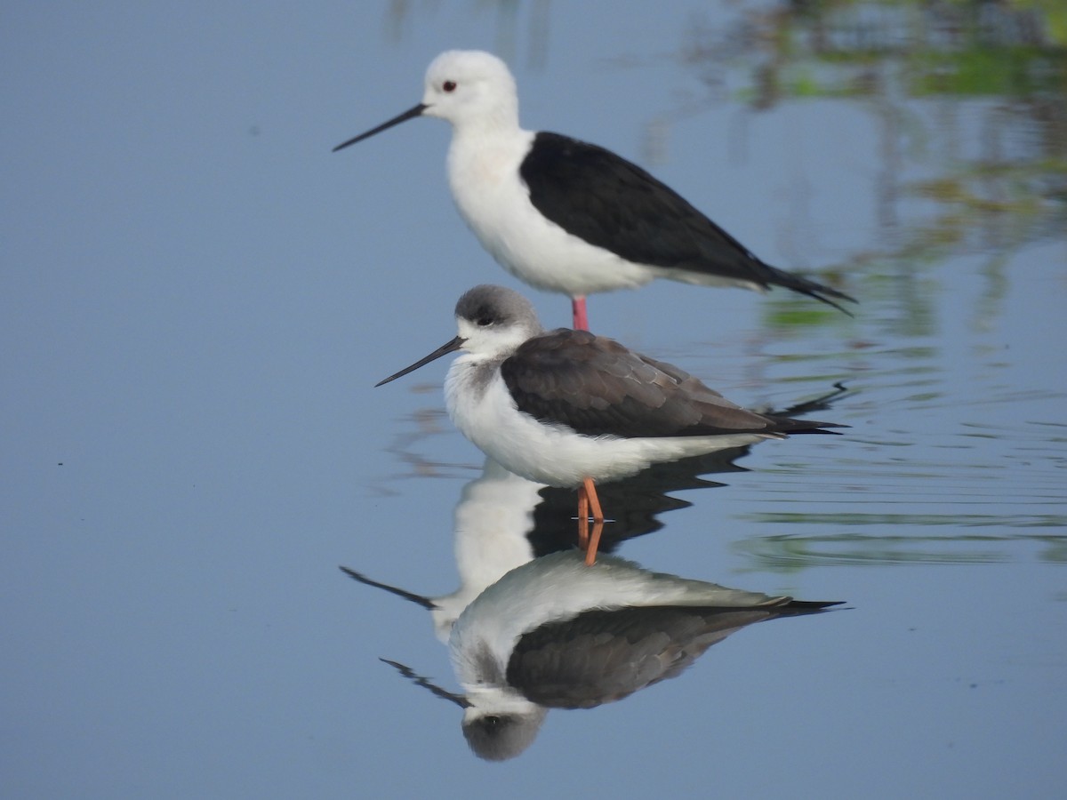 Black-winged Stilt - ML391147091