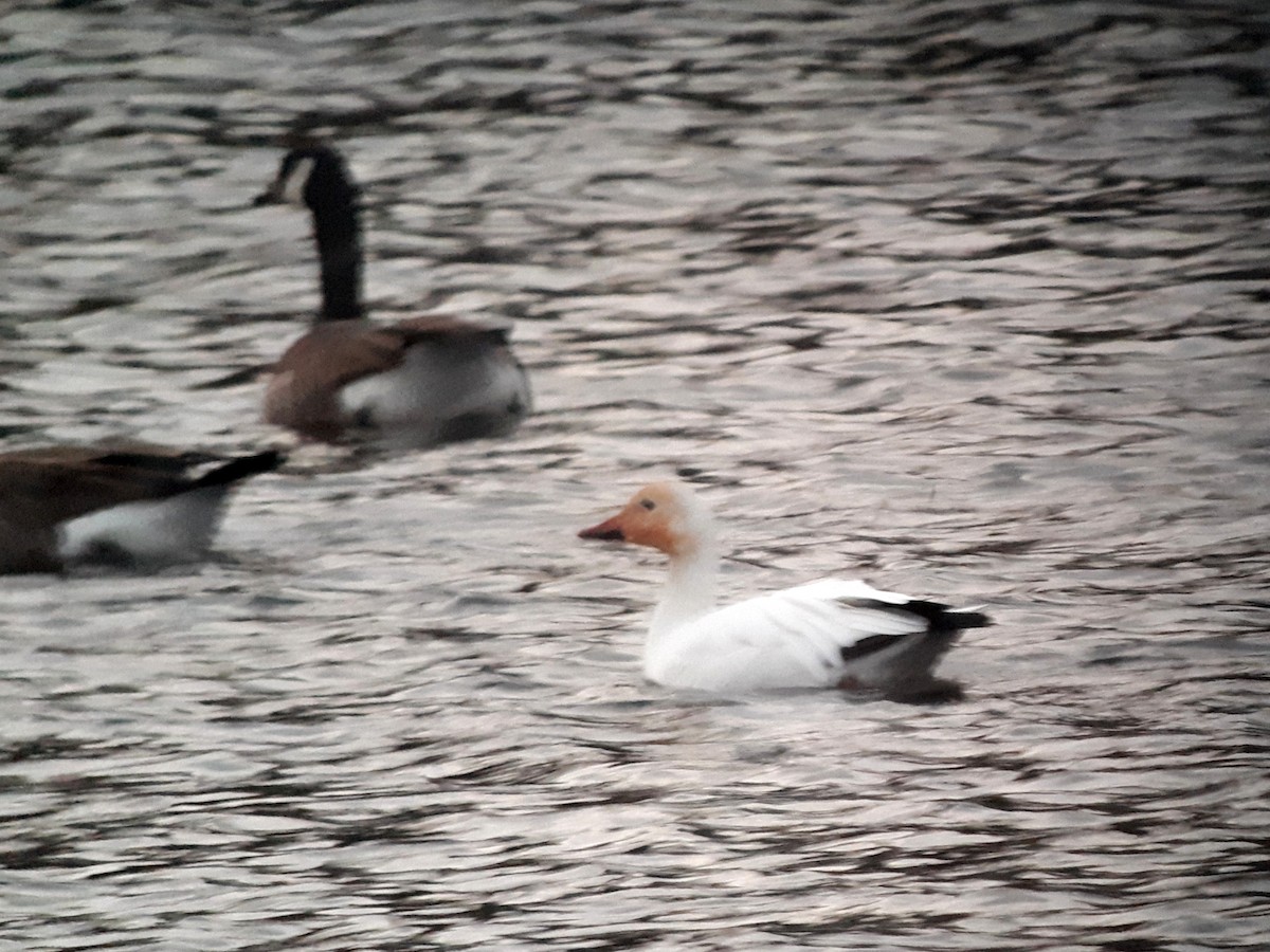 Snow Goose - ML391148701