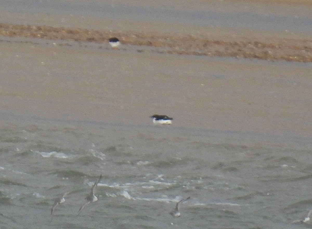 Thick-billed Murre - ML391149171