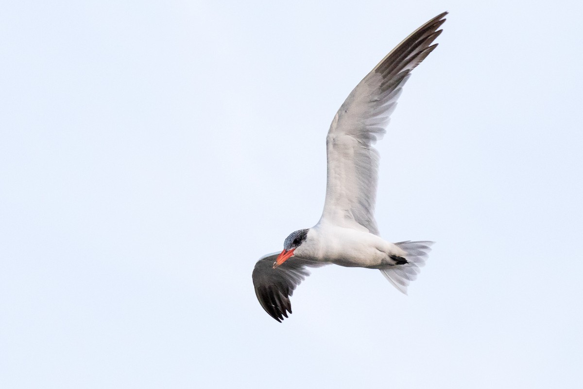 Caspian Tern - Garrett Lau