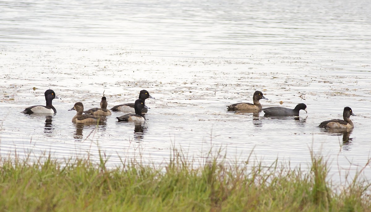 Lesser Scaup - ML391149561