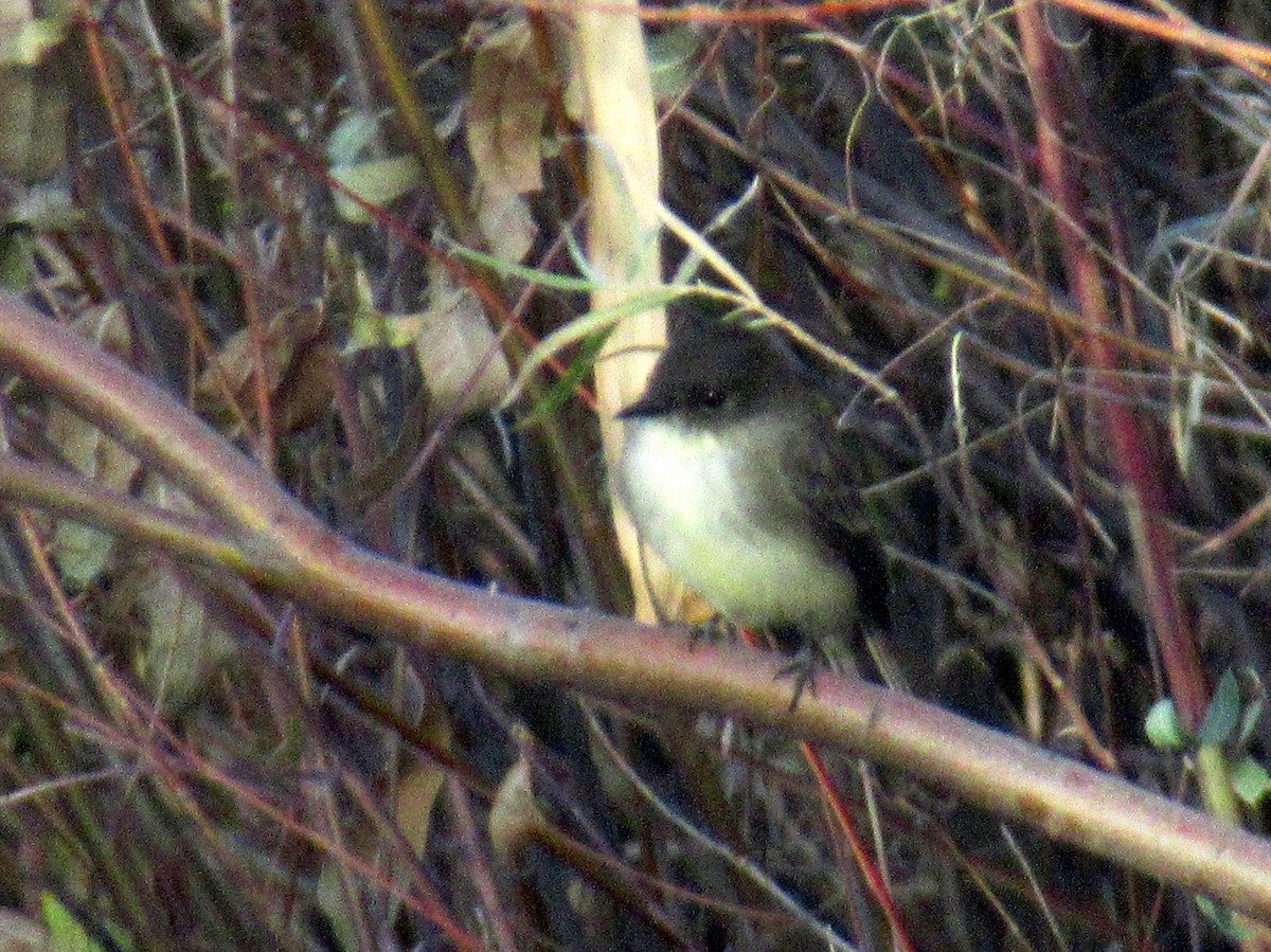 Eastern Phoebe - ML391151771