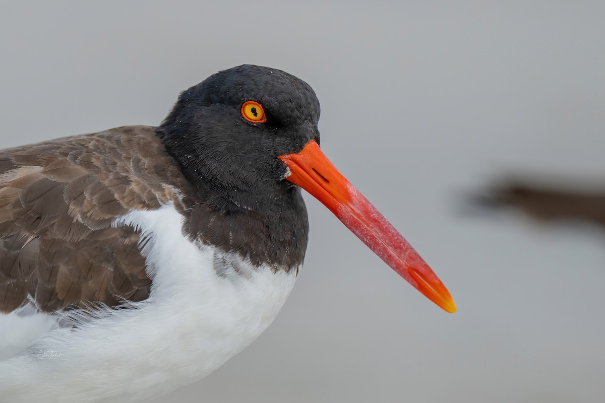 American Oystercatcher - ML391152701