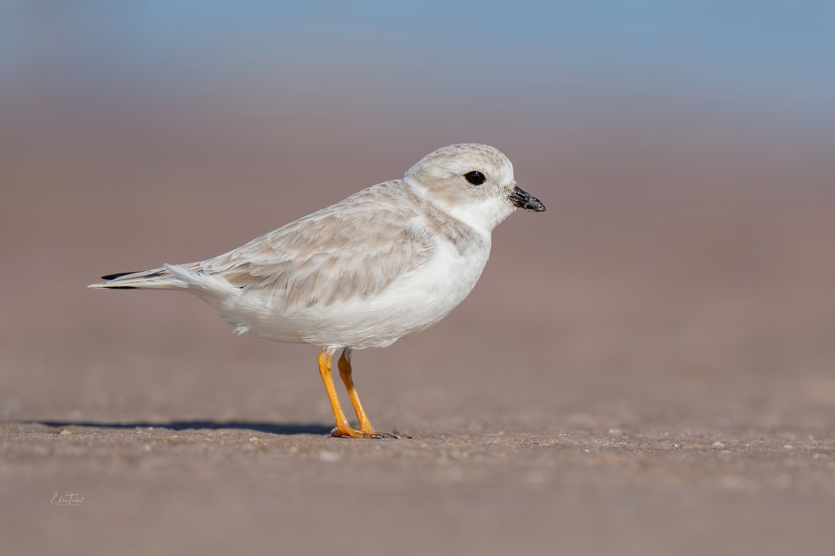 Piping Plover - ML391152901