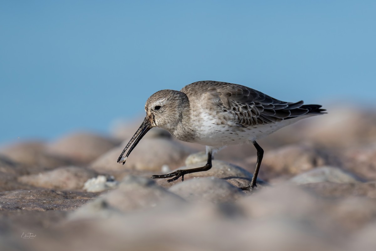 Dunlin - Elie Tabet