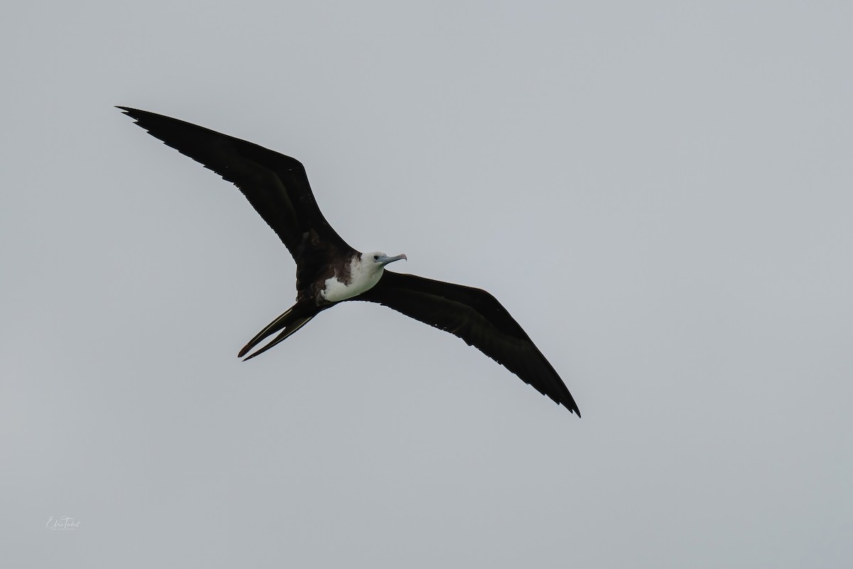 Magnificent Frigatebird - ML391153351