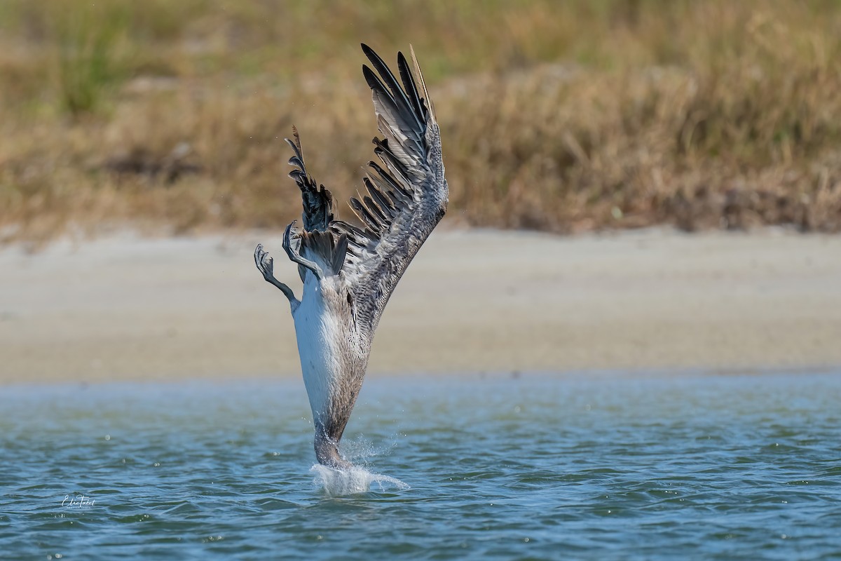 Brown Pelican - ML391153431