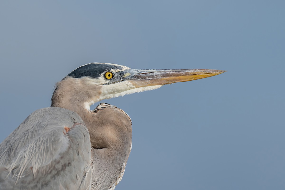 Great Blue Heron - ML391153491