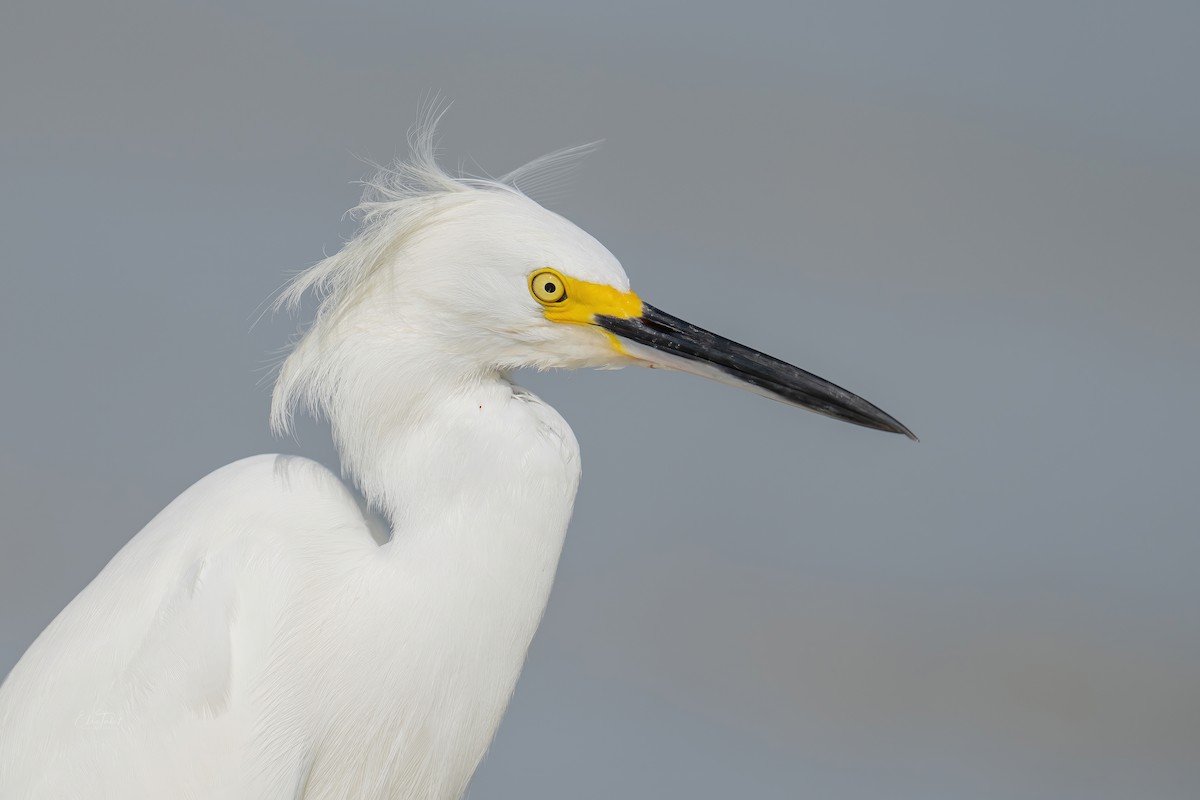 Snowy Egret - ML391153511